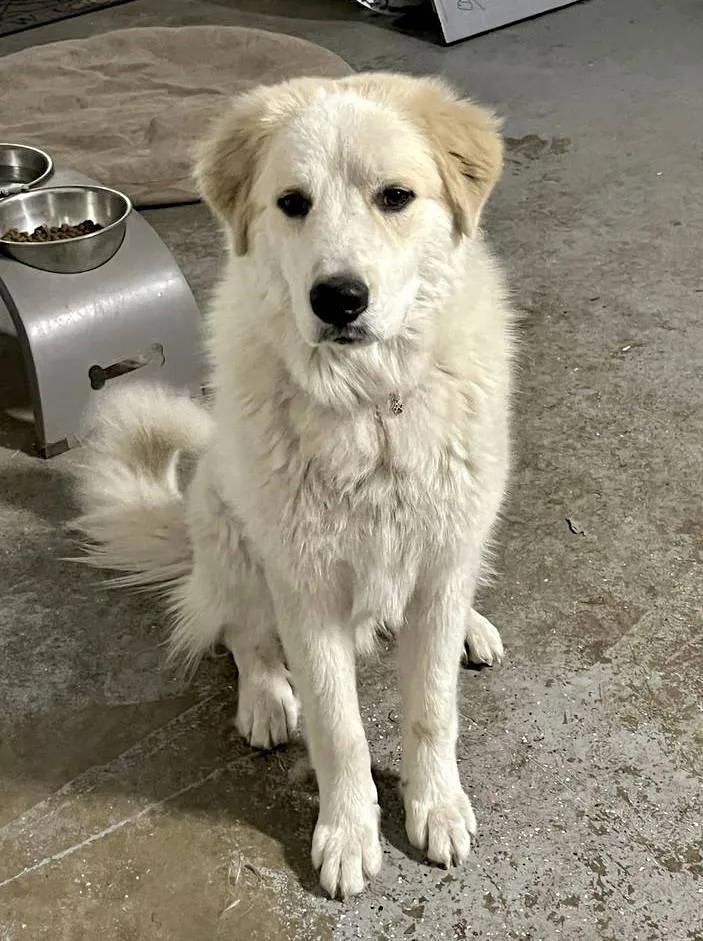 Dexter Bonded With Lexi thumbnail 6