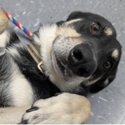 Lucien A thumbnail 2