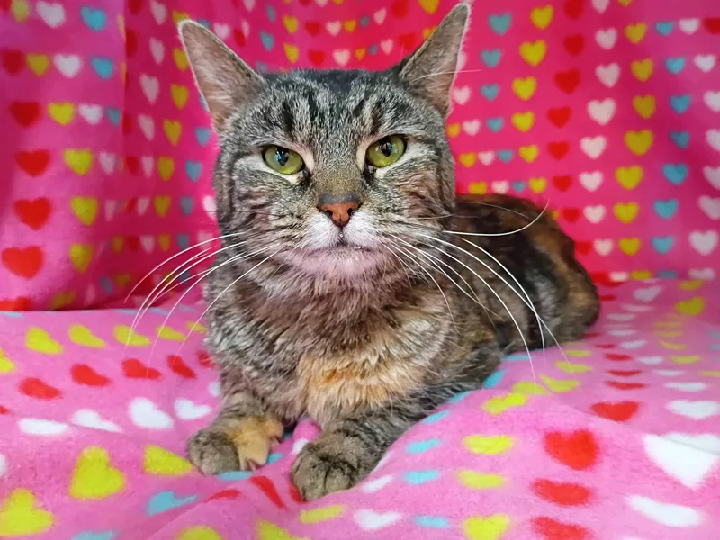 Carolina thumbnail 2