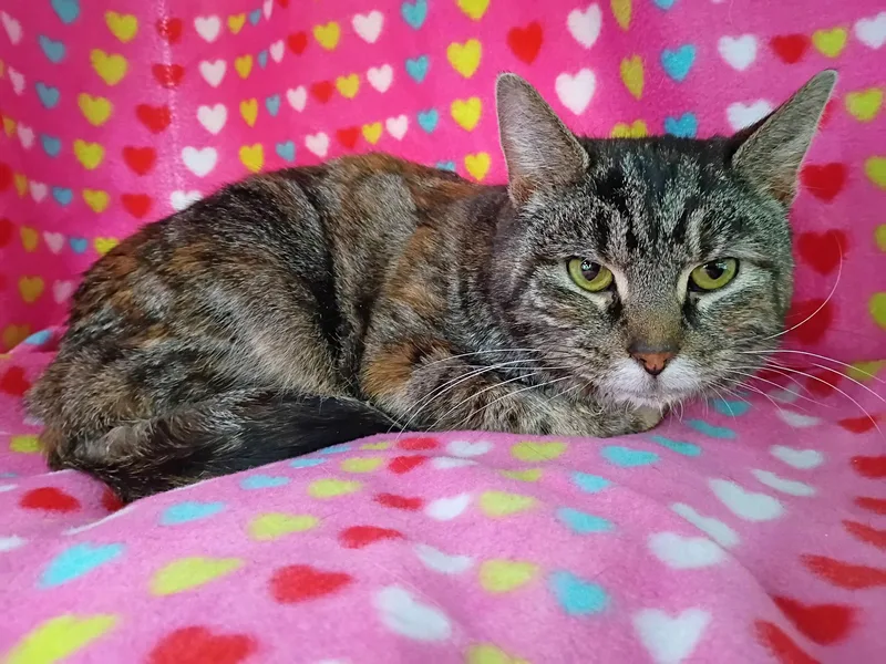 Carolina thumbnail 4