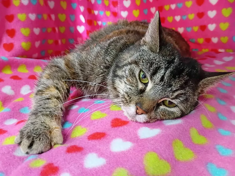 Carolina thumbnail 5