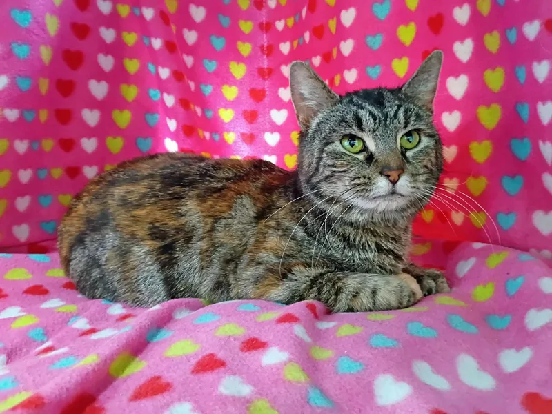 Carolina thumbnail 6