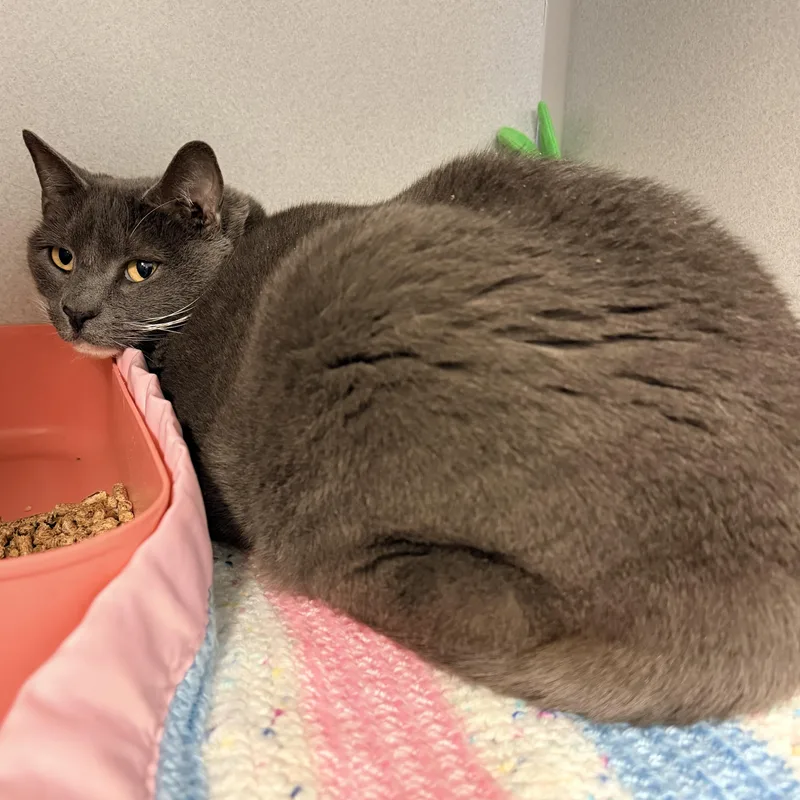 Dust Bunny thumbnail 2