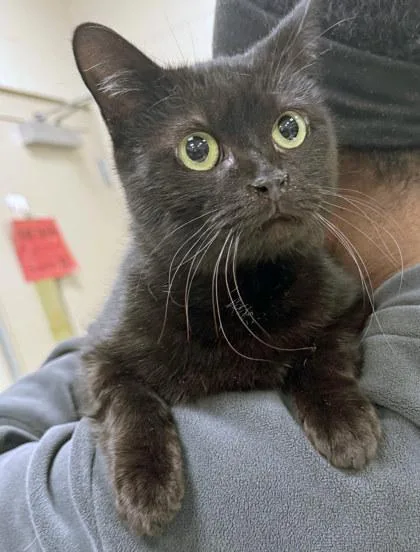 Mayflower thumbnail 2