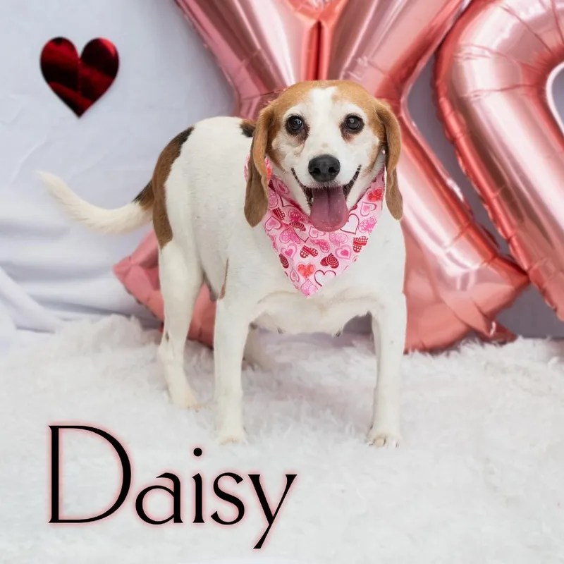 Daisy