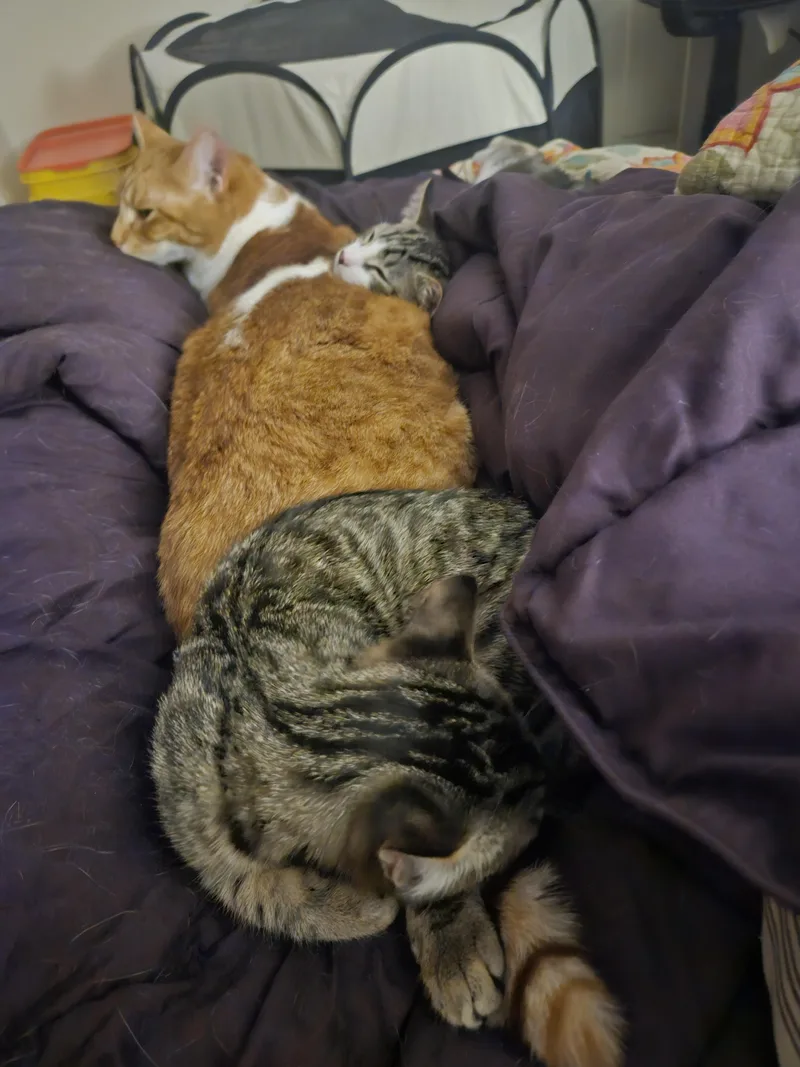 Maple And Pancake thumbnail 2