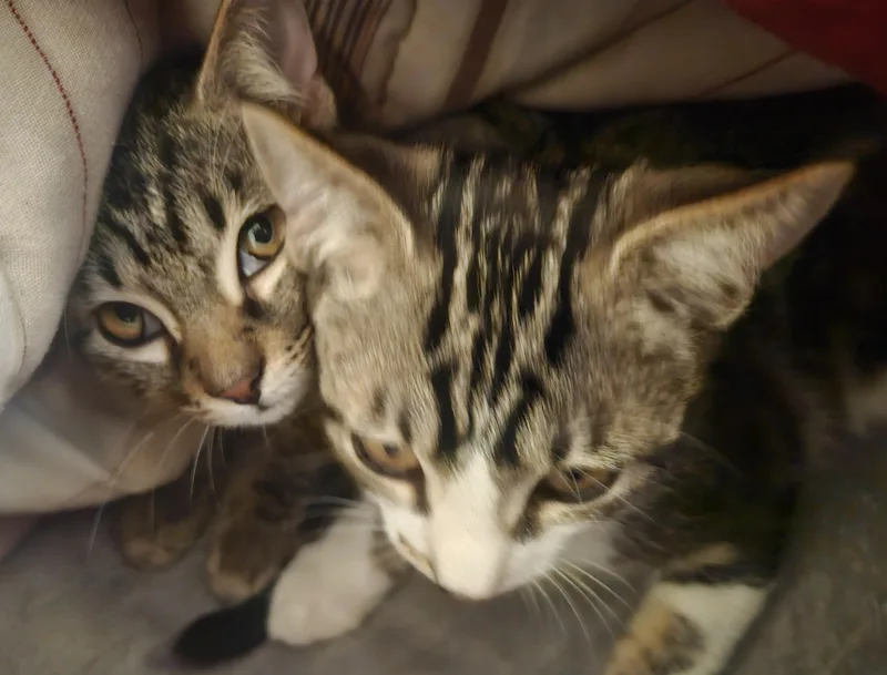 Maple And Pancake thumbnail 3