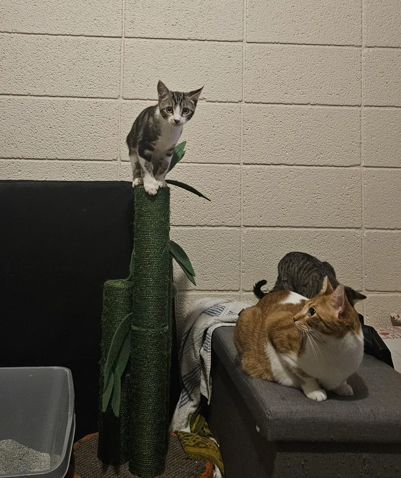 Maple And Pancake thumbnail 4