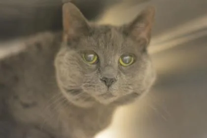 Mustacha thumbnail 3