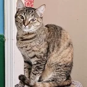 Chimichanga thumbnail 2