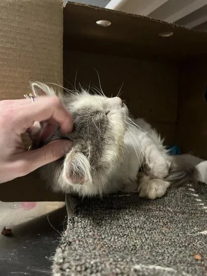 Stewie Fiv+ thumbnail 2