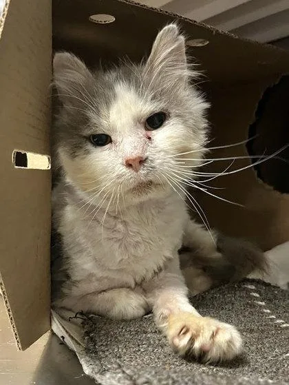 Stewie Fiv+ thumbnail 3