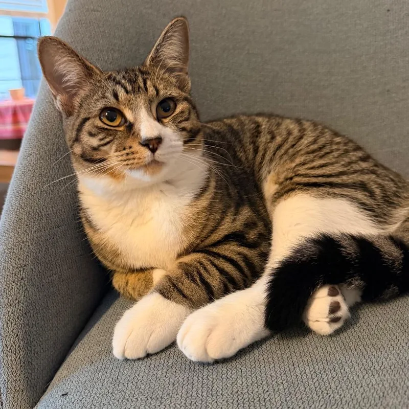 Camellia Allenca thumbnail 2