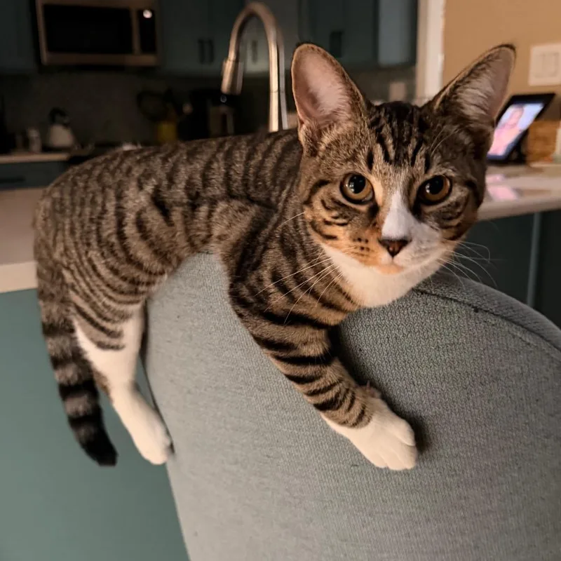 Camellia Allenca thumbnail 3