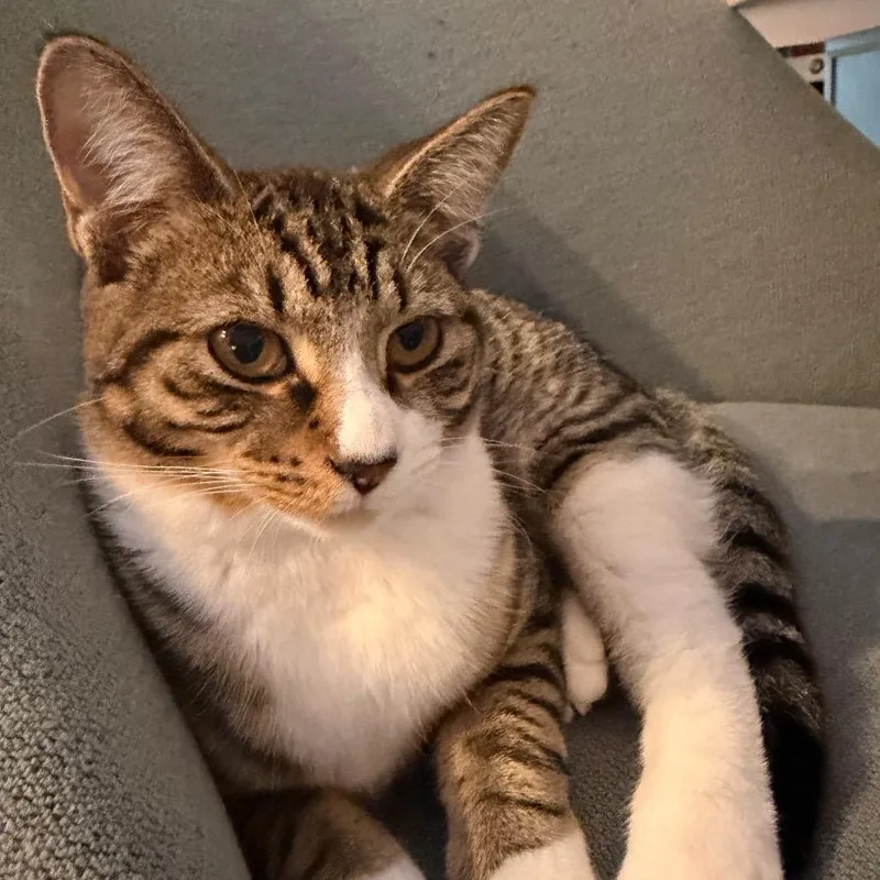 Camellia Allenca thumbnail 4