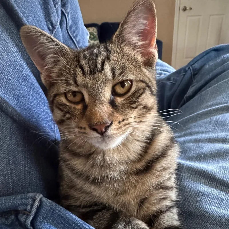 Dahlia Allenca thumbnail 2