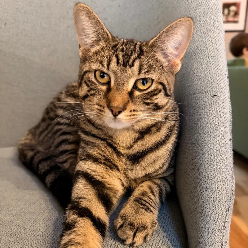 Dahlia Allenca thumbnail 3