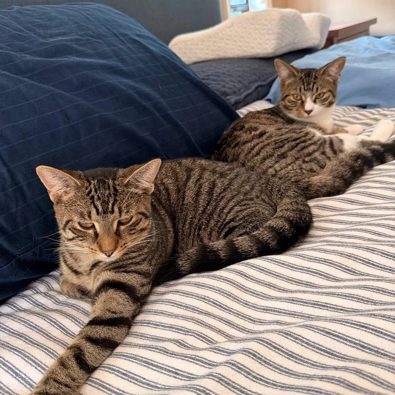 Dahlia Allenca thumbnail 4