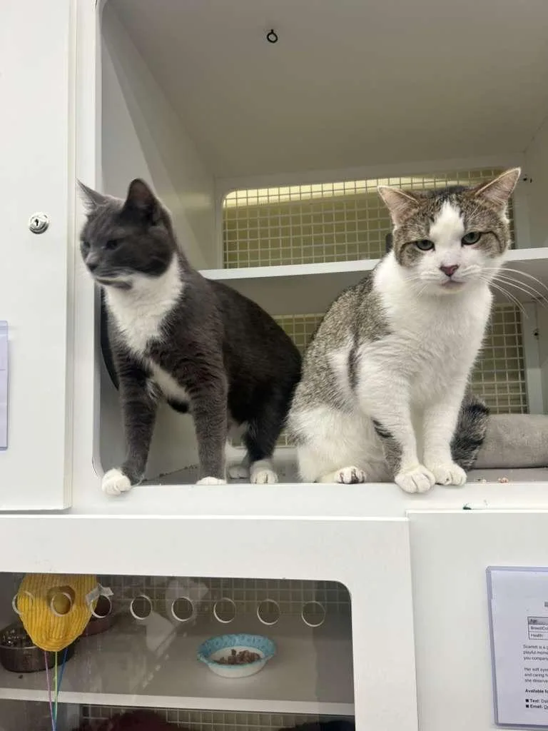 Mystic & Timmy thumbnail 2