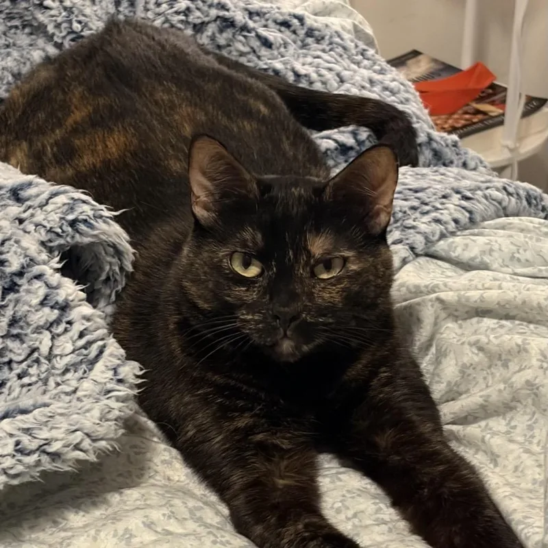An adult small-sized female Tortoiseshell Domestic Short Hair cat named Buttercup for adoption in Los Angeles, CA