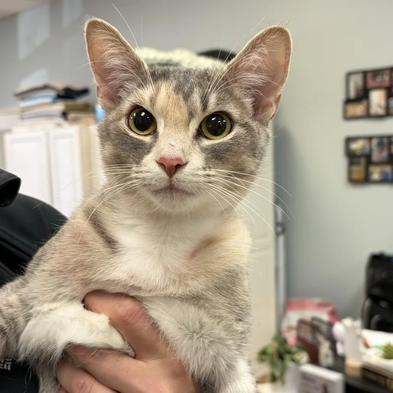 Marigold thumbnail 2