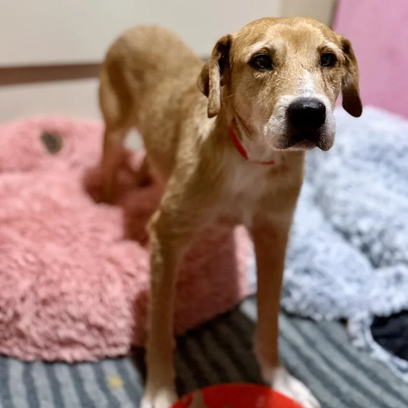 Millicent thumbnail 3