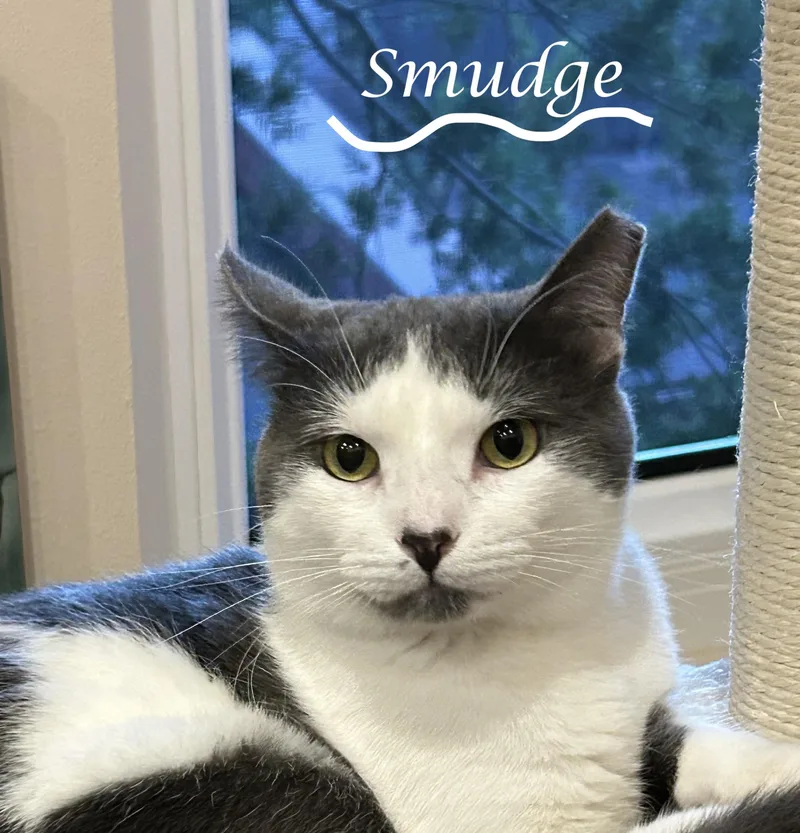 Smudge