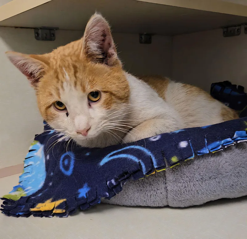 Waylon @ The Cat's thumbnail 3