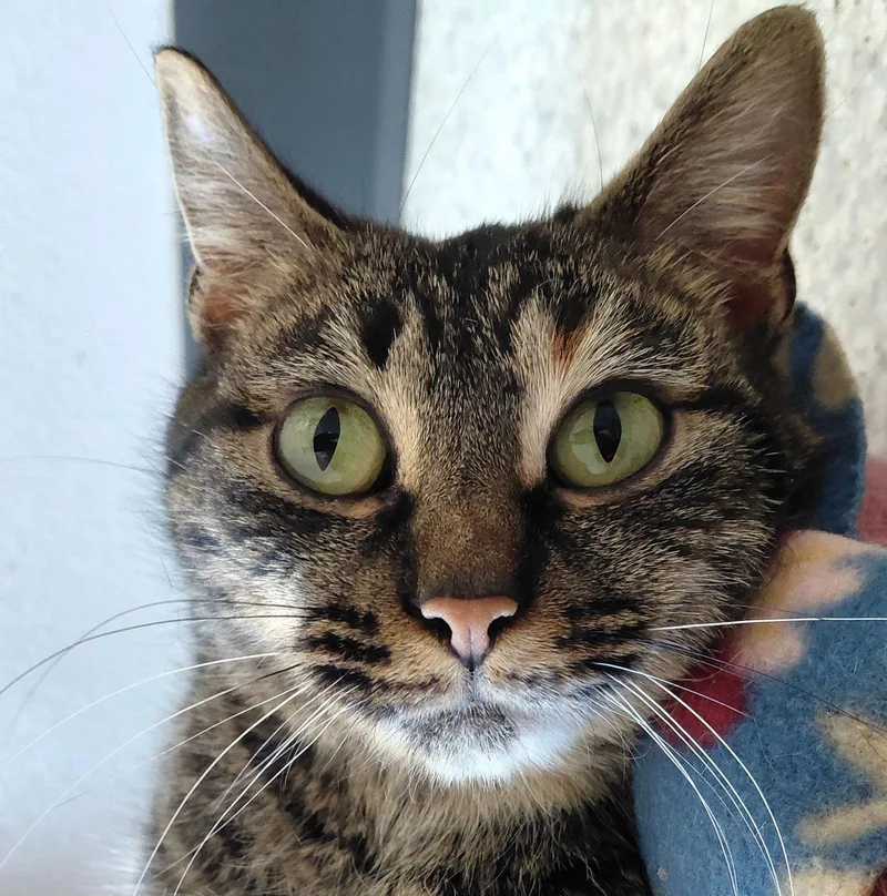 Reba @ The Cat's thumbnail 2