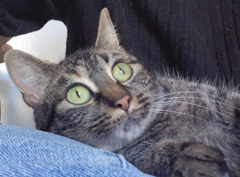 Reba @ The Cat's thumbnail 3