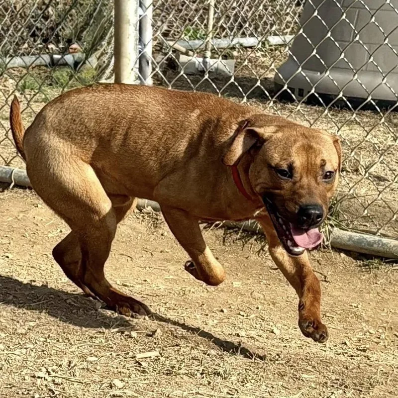 Buddy Guy thumbnail 2