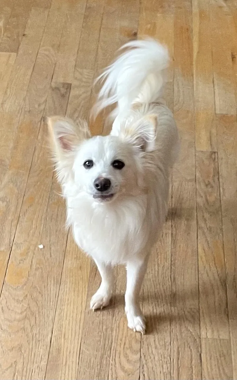 A young small-sized male White / Cream Chihuahua dog named Milo for adoption in MORAVIAN FALLS, NC