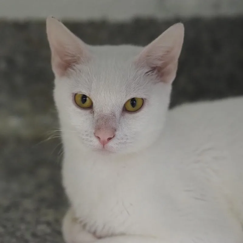 A young small-sized female White Domestic Short Hair cat named Anara for adoption in Falls Church, VA