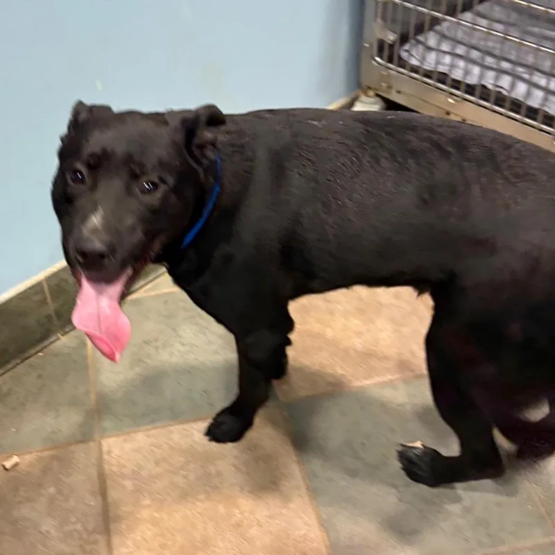 Lindsey Buckingham thumbnail 2