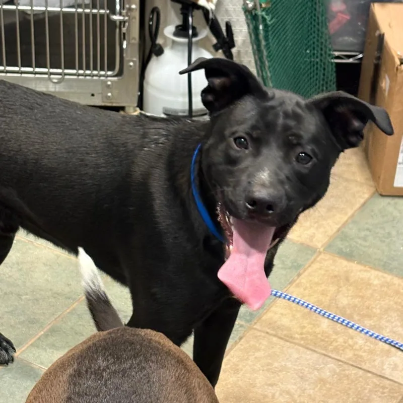 Lindsey Buckingham thumbnail 3