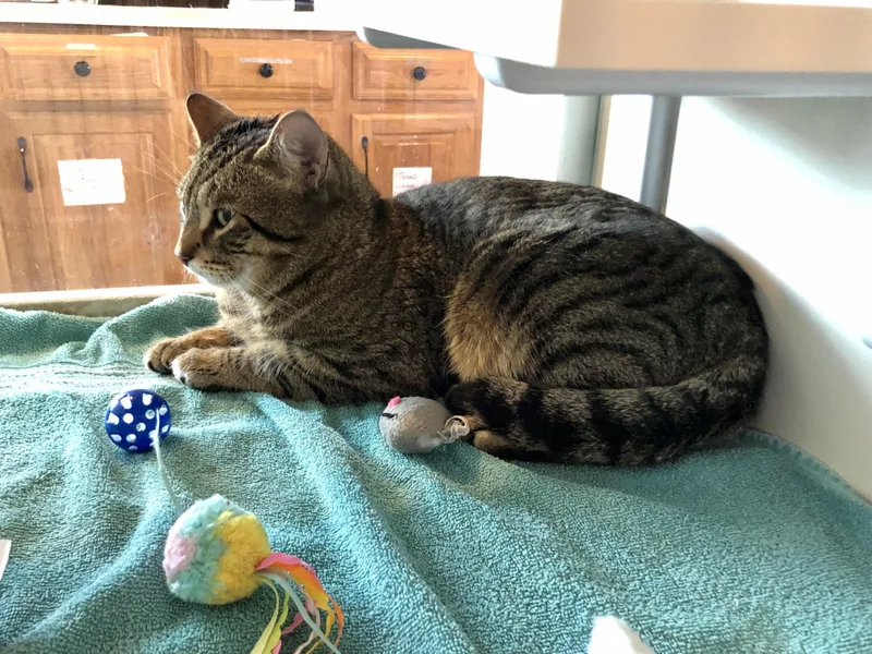 Bento Box thumbnail 2