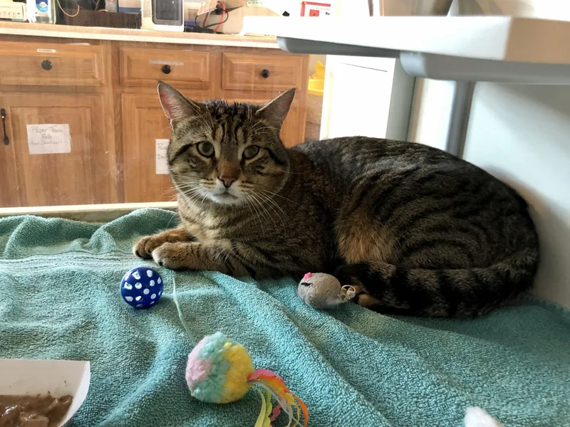 Bento Box thumbnail 3