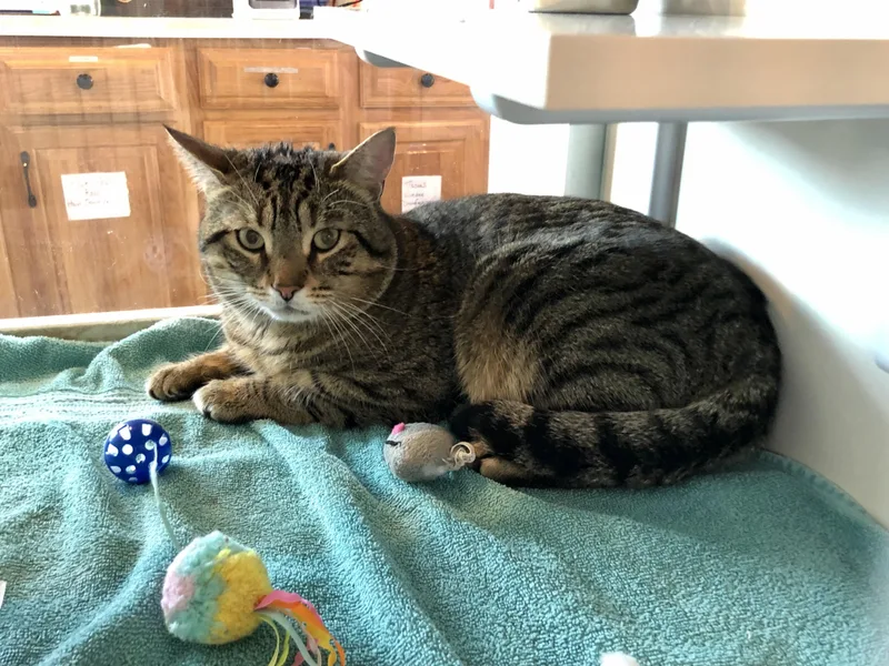 Bento Box thumbnail 4