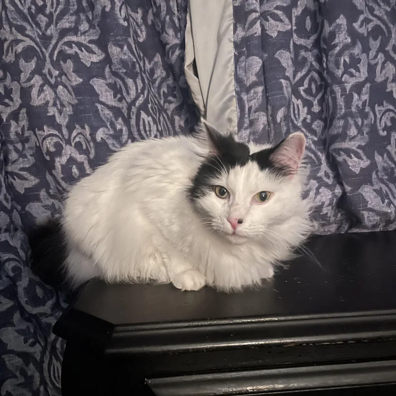 Blanquita thumbnail 2