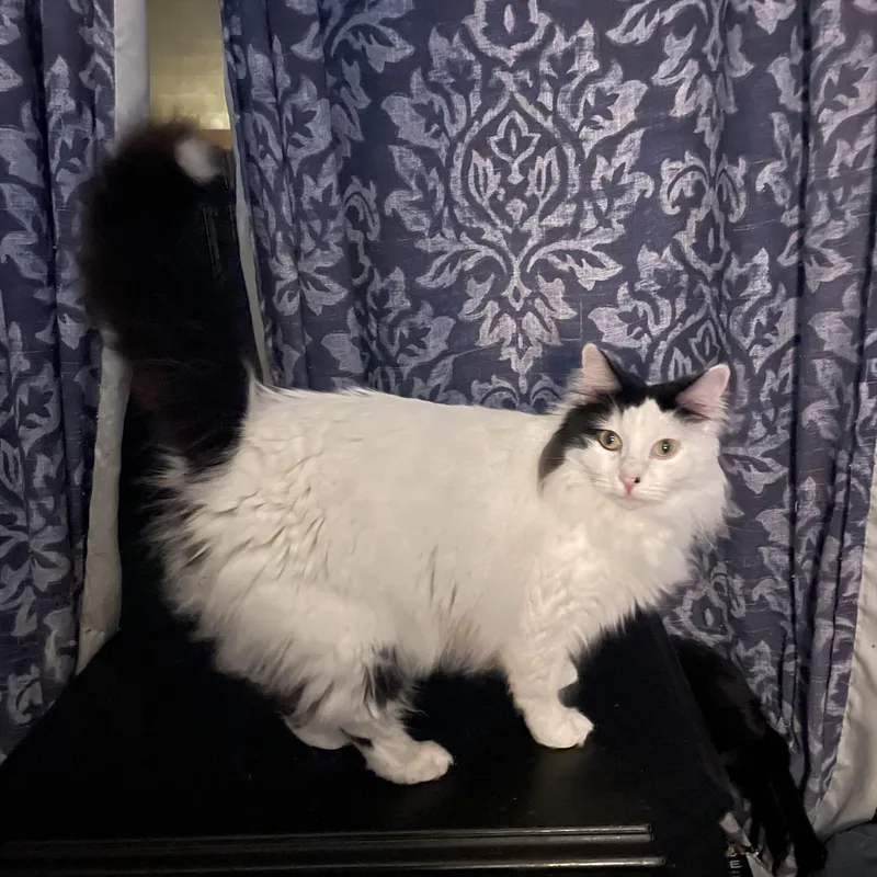 Blanquita thumbnail 3