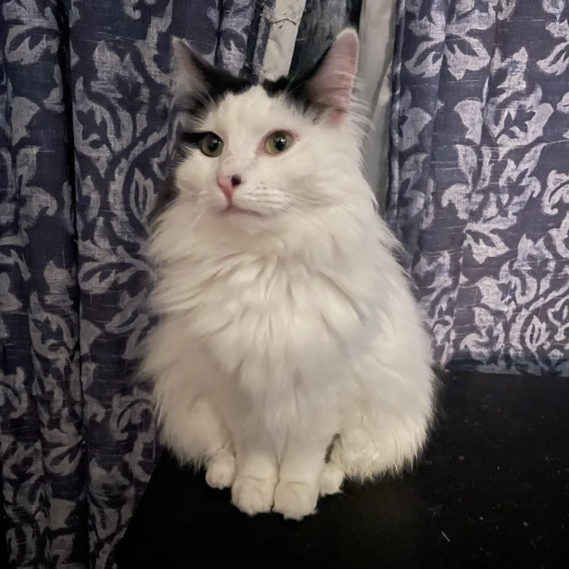 Blanquita thumbnail 4