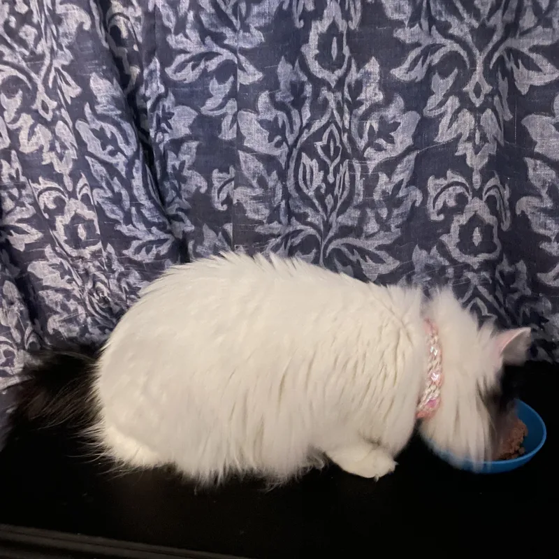 Blanquita thumbnail 5