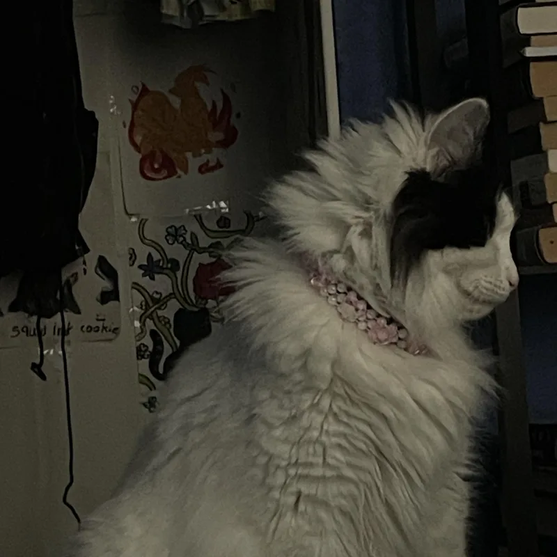 Blanquita thumbnail 6