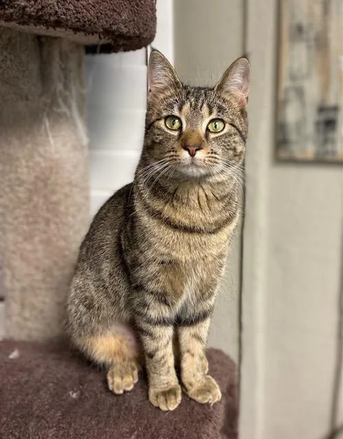 A young medium-sized female Tabby (Brown / Chocolate) Domestic Short Hair cat named Lexus for adoption in Memphis, TN