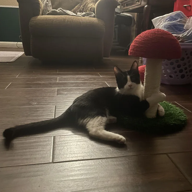 Mr. Spooky thumbnail 2