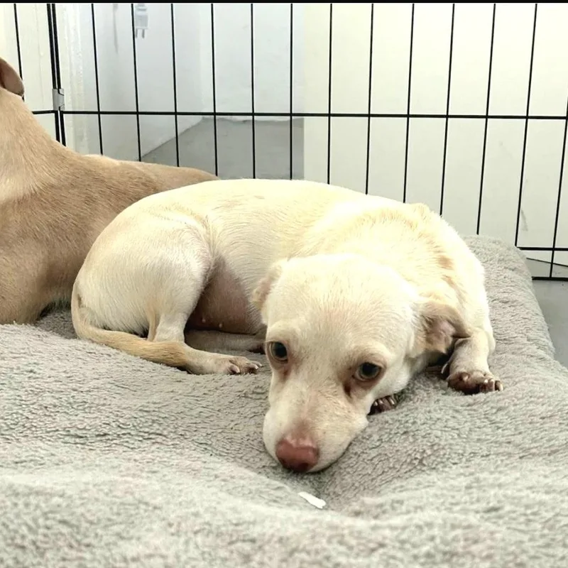 Mia Sofia "the Beach thumbnail 2