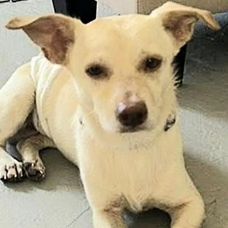 Michael "the Beach Baby