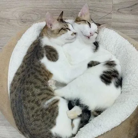 Tanki & Ice thumbnail 2