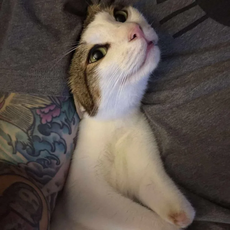 Tanki & Ice thumbnail 3