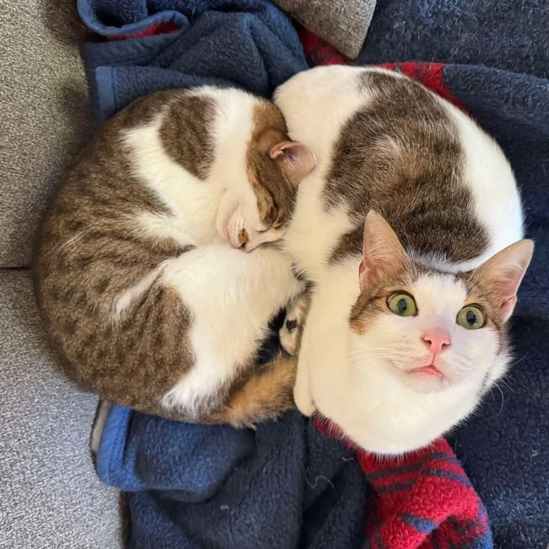 Tanki & Ice thumbnail 4